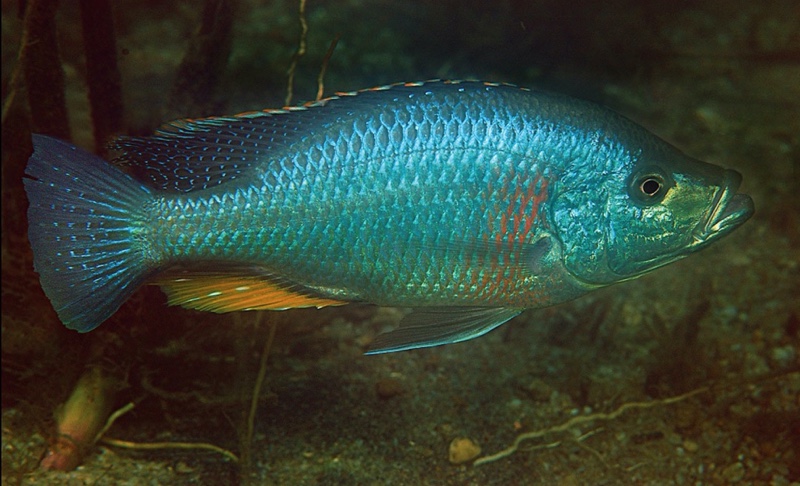 Dimidiochromis strigatus 'Kambiri Point'